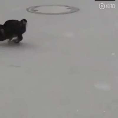 Timmy vs. Rat