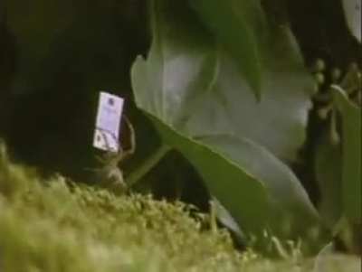In the early 1980s the Canadian Wildlife Service of Ottawa decided to test various Drugs on Spiders. What follows is the amazing results of those tests...