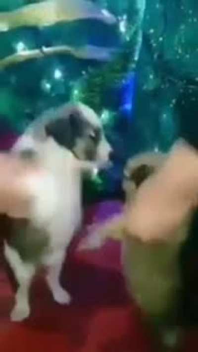 Titulo chistoso