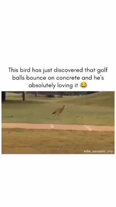 Golf bird