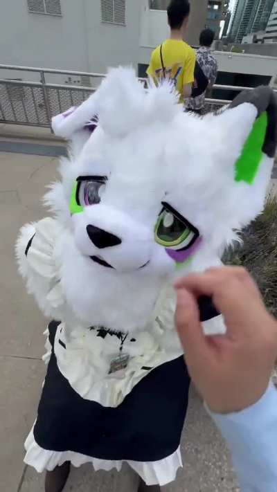 furry_irl