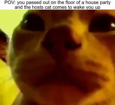 cate