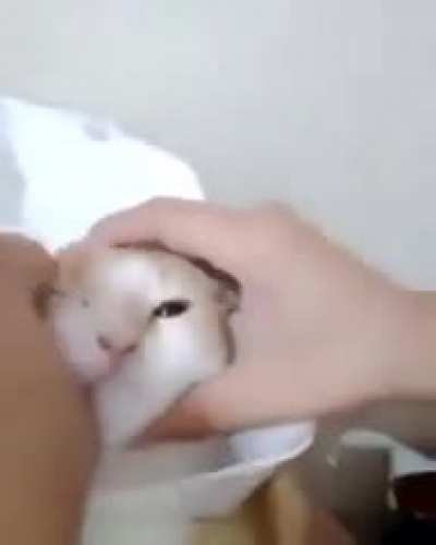 Kedi mukbang🤤😋🤤😋🤤😋