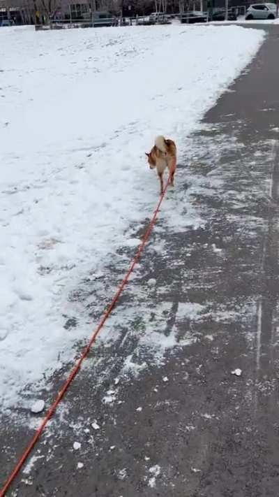 Baby Luna thinks she&rsquo;s walking Kona 🤣