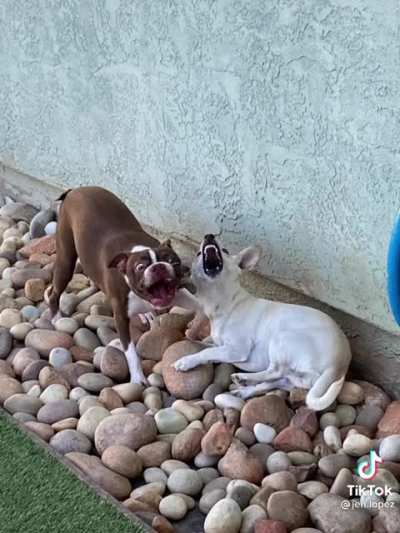 Starting drama with everyone at doggy daycare