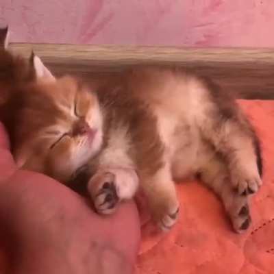 Cuteness Overload