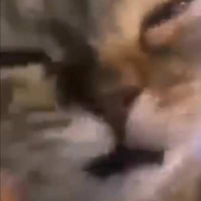 &eth;&iquest;