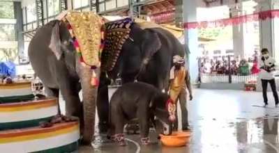 Elephant calf "Shivani" splashes around in water. Baby elephant named Shivani in a naming ceremony at Dharmasthala, India