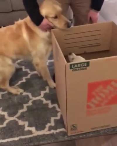 Dog's reaction to seeing his new sibling