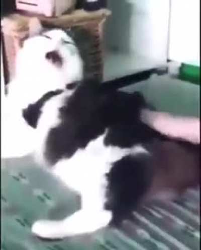 cursed_cat