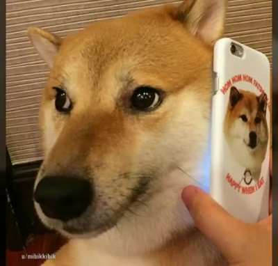 El perro solo cay&oacute; en las horribles manos de Internet