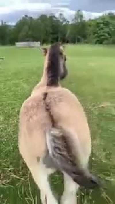 "Did I say stop"..