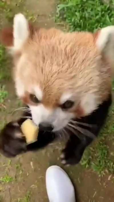 Here, nourish yourself buddy.