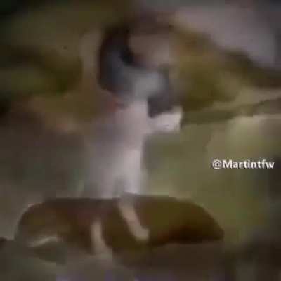 Haram
