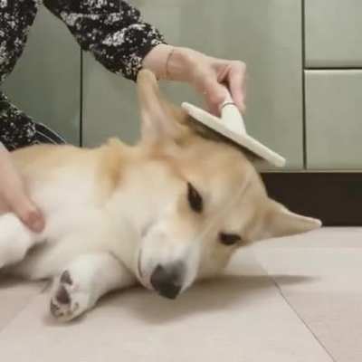 Brushy Brushy Puppy!