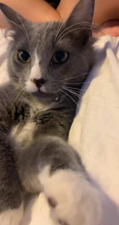 My cat attac she attac but most importantly she still attac