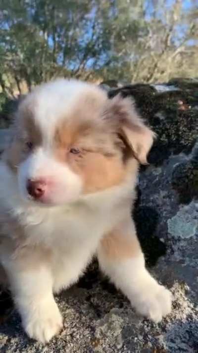 Cutest awoos I&rsquo;ve seen in a while