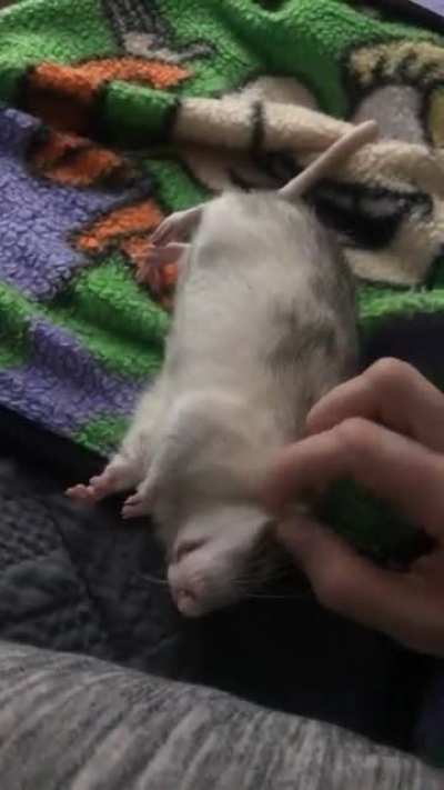 Igor loaf
