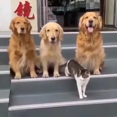 Dogs really wanted the cat to be in the frame