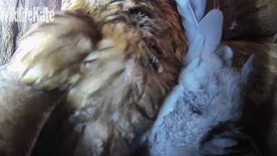 A stock dove makes the mistake of entering a tawny owl&rsquo;s nest 
