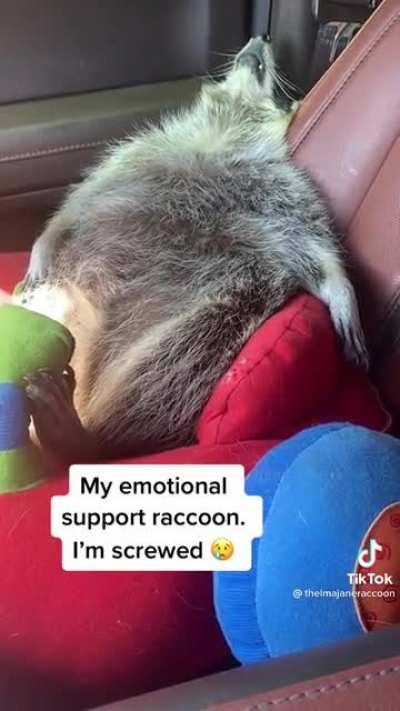 I know that Reddit doesn&rsquo;t always like tiktok, but this!
