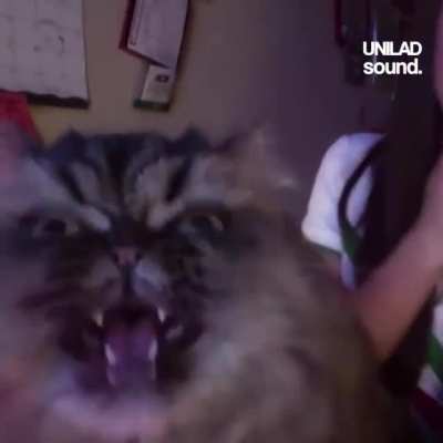 opera cat