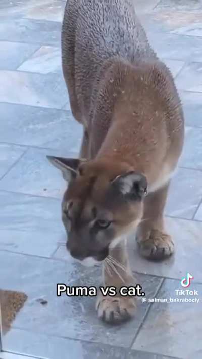 She told him to go away 😾