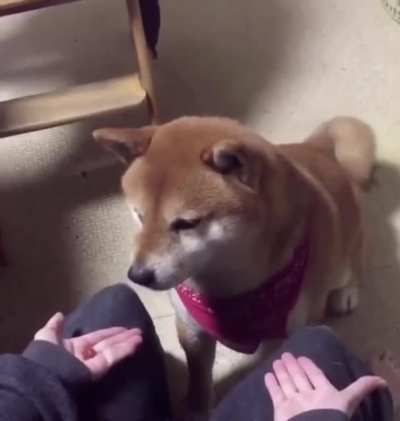 Do dogs count?