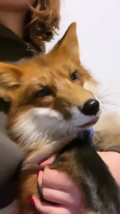 Don't feel like posting a meme, have this instead