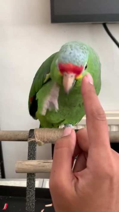 He was being SUPER naughty the other night and hissing at me when I got near. Pulled out my phone and this is the result. Now when he&rsquo;s being bad, I&rsquo;ll just whip out my phone. Problem solved!
