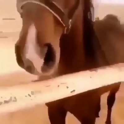 STALLION COCK 1440p HD FREE DOWNLOAD 2013