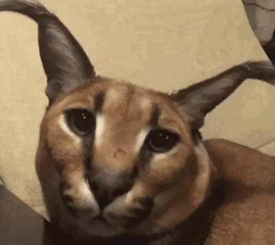 Floppa