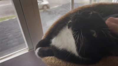 Quiet purrfect