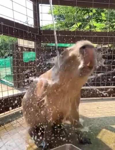 The SLOW-MO
