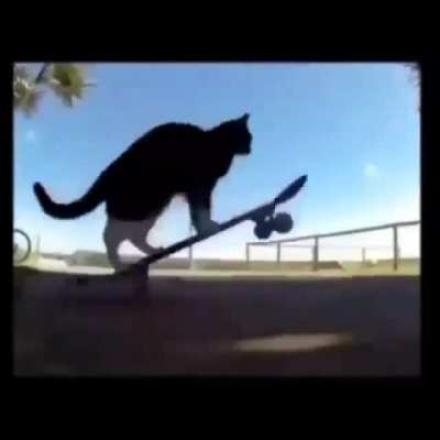 🐈🛹