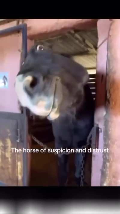 Filthy horse
