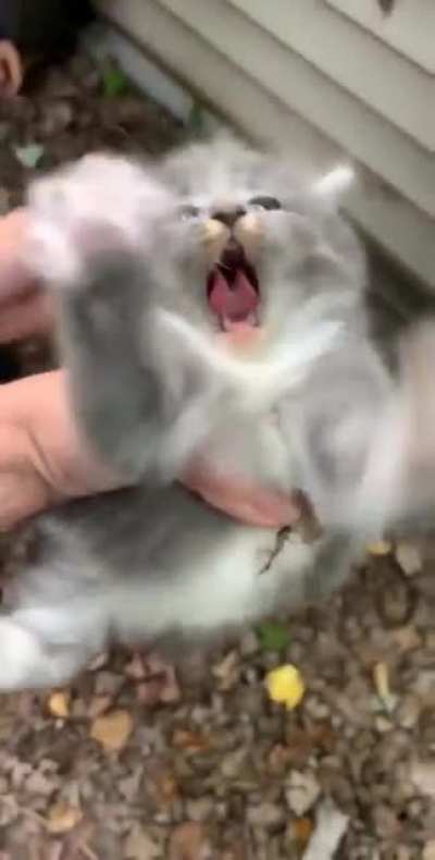 NOT a happy kitten
