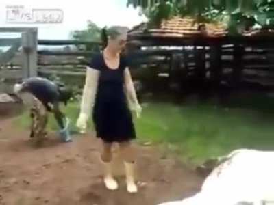 Kung fu cow