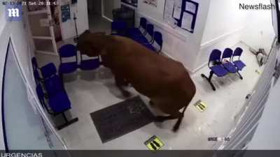 crazy ass loose cow + hospital = freakout