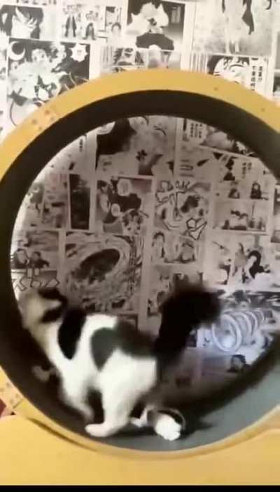Kitten Neglect Rule