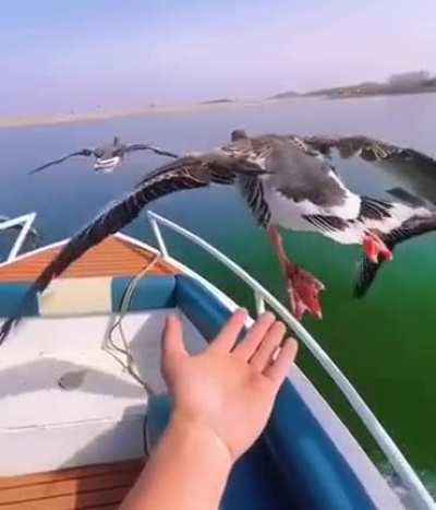 Ducks flying in sync with a boat