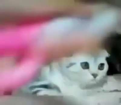 Poor pussy