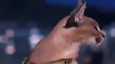Floppa eat you