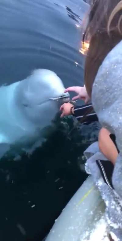 Beluga Whale Retrieving Girl&rsquo;s Phone
