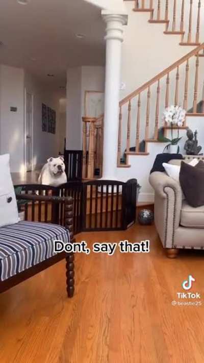Clingy Dogs 🐶