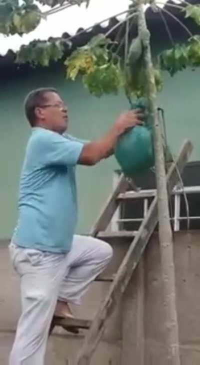 Removing a nest of wasps