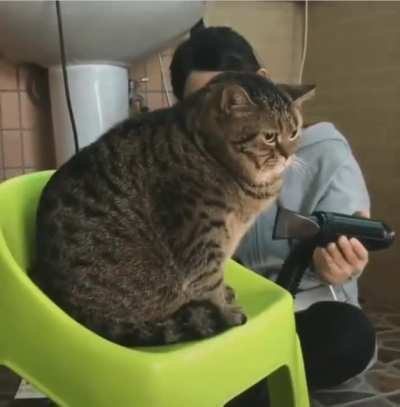 Behold.. the absolute unit sitting in his green throne.