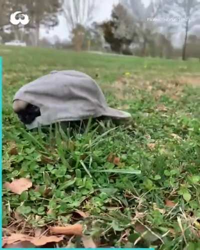 What kind of turtle is this?