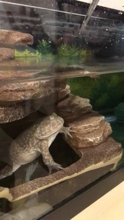 Big Mac loves crickets!