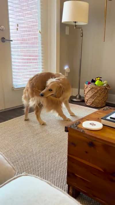 Anyone else&rsquo;s golden constantly chase their tail? 